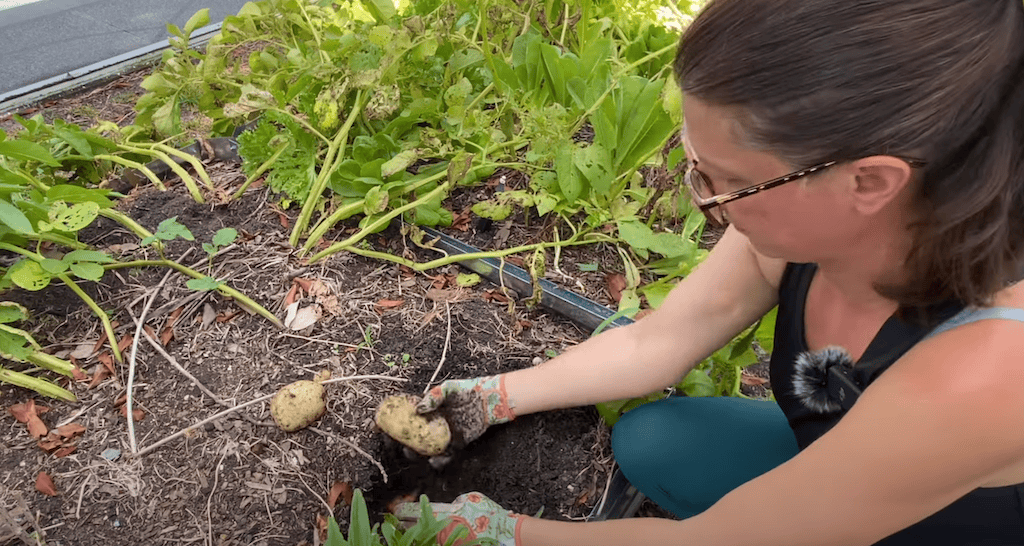 Harvesting Potatoes